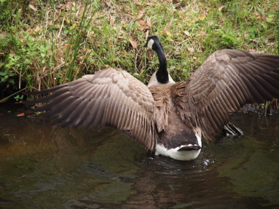 [Back view of a goose standing in the water waving its wings. Wings are completely behind the bird.]